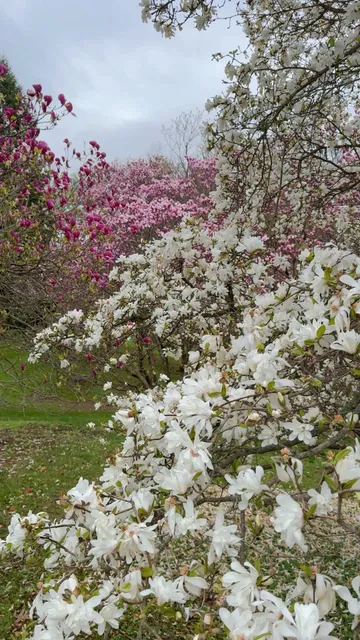 ​​🌸 Toronto Weekend Escape: RBG's Magnolia Valley in Full Bloom 🩷​​