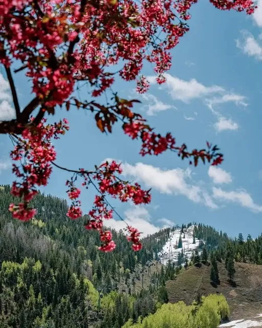 Summer in Aspen is Quietly Arriving! 🌼🏔️