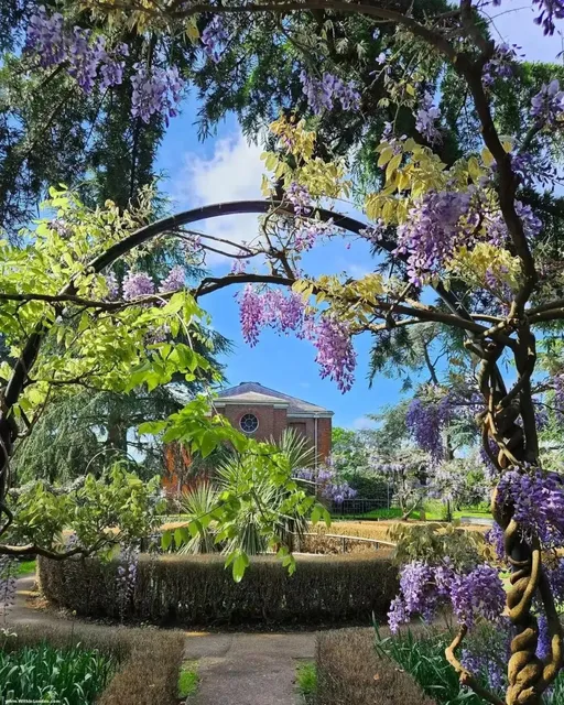 ​​🇬🇧 The wisteria in London is absolutely stunning! 🌸 