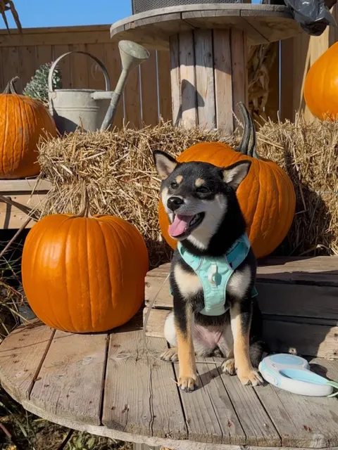 Toronto Autumn Farm 🎃 | Pet-Friendly 🐶