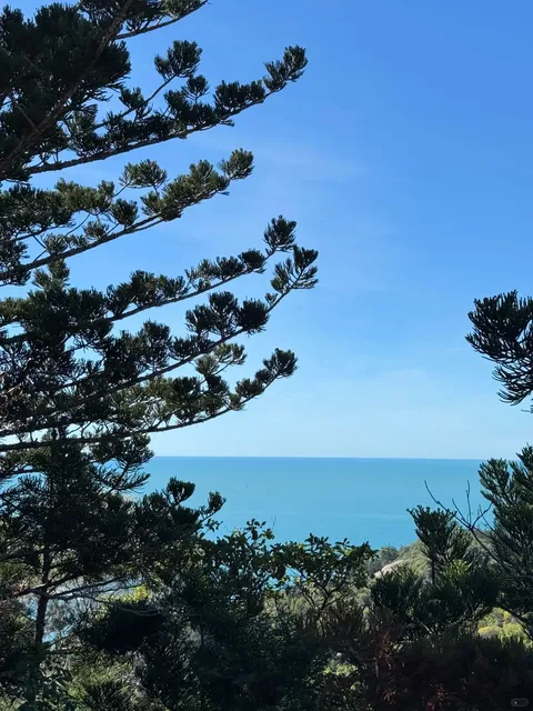 🇦🇺 Magnetic Island: A Lucky Day Spotting 3 Wild Koalas! 🐨