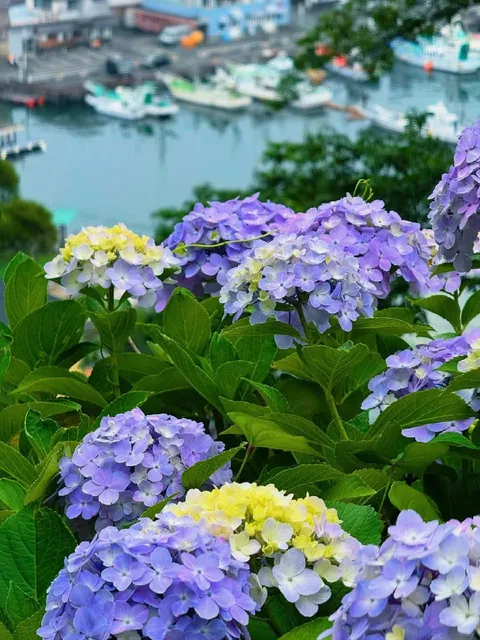💠 Izu Shimoda Park Hydrangea Festival (1)