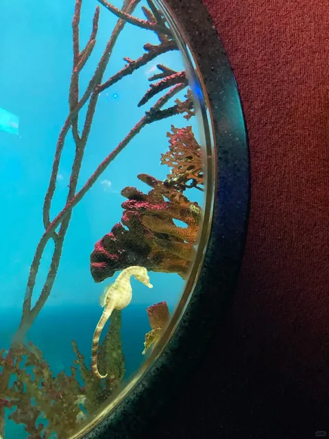 🇨🇦 The Best Way to Visit Ripley's Aquarium of Canada