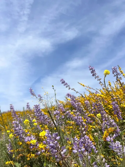 LA Hiking｜Charmlee Wilderness Park 🌊🌼