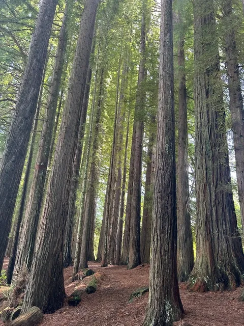 North Island Highlights: A Perfect 2-Day Rotorua Itinerary