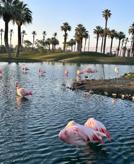 🌴 Palm Desert’s Luxury Oasis – JW Marriott Desert Springs Resort