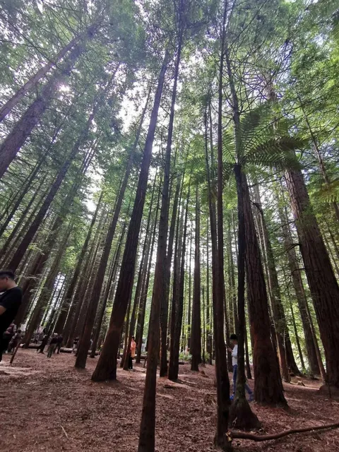 Hidden Gems of Rotorua: The Ultimate Itinerary (No Tourist Traps!)