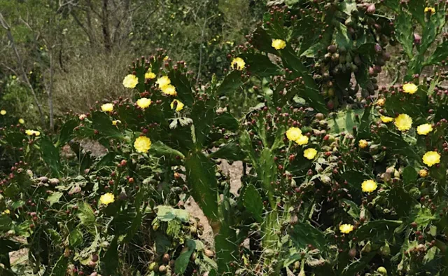 Spring in Bhutan: A Guide to the Country’s Most Vibrant Season 🌸