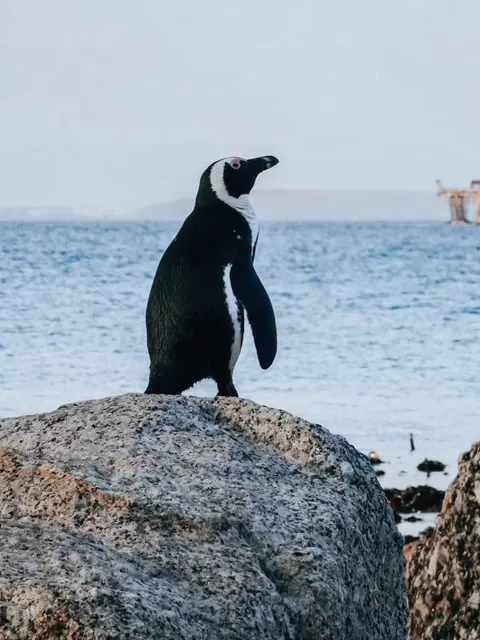 🇿🇦 Cape Town Ultimate Guide | Copy & Go!