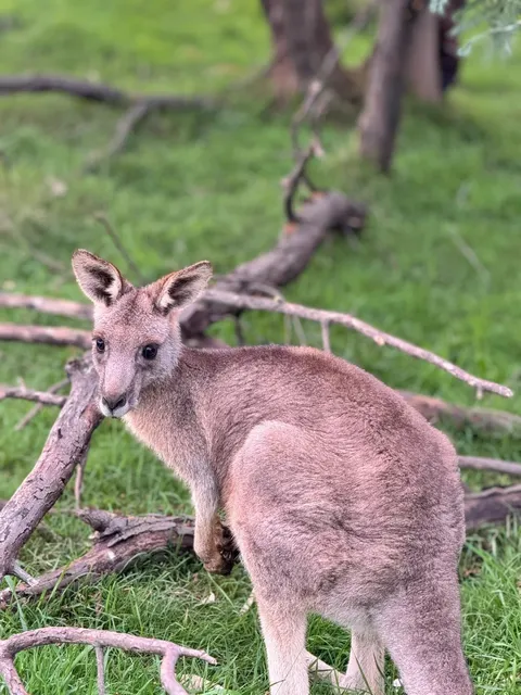 🇦🇺 Australia | Watching Wild Kangaroos Brawl in a Melbourne Park 🦘