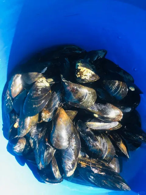 🇨🇦 Halifax Seafood Foraging Guide: Mussels & Soft-Shell Clams in 