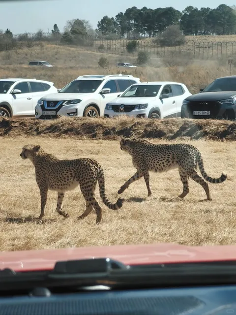 🇿🇦 Mini Safari Adventure in Johannesburg! 🦁🦒✨