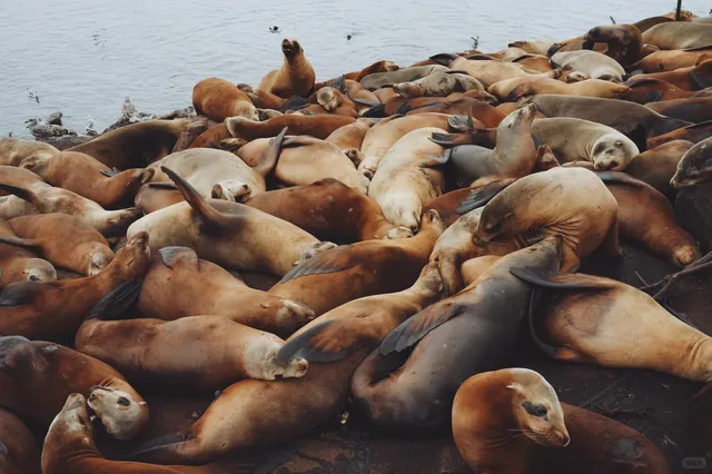 🇺🇸 Monterey, California｜Sea Lions & Seals Are Ashore!