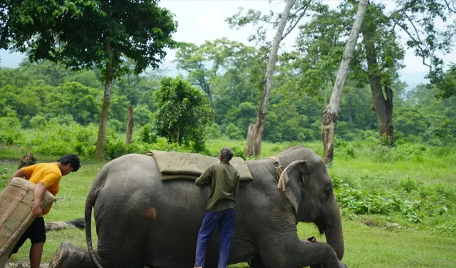 Chitwan Free Travel Guide | What can you do in Chitwan?