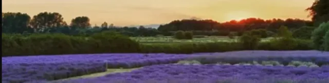 Seattle 🪻 Lavender Bloom Season