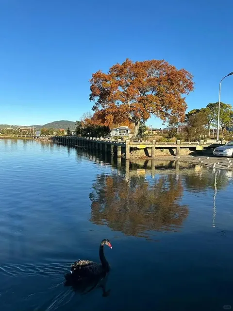 🇳🇿 Rotorua Must-Do Attractions ⚠️