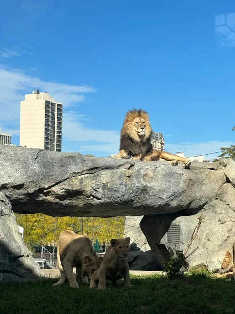 🦁🌿 Lincoln Park Zoo: Chicago’s Most Generous FREE Attraction! 🦭💖