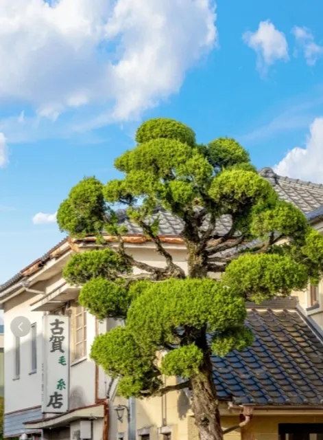 🌿🍃 Oita, Japan Travel 🌸🌺