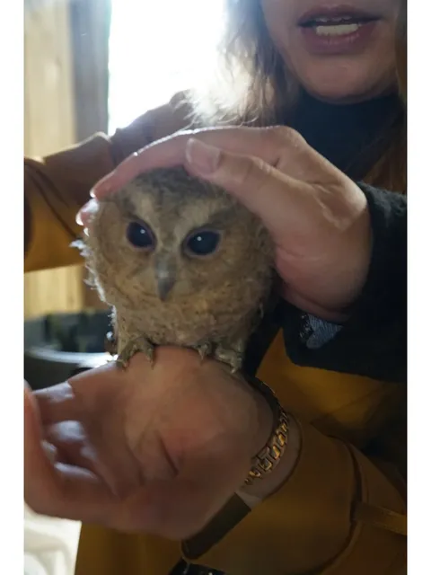 A Hidden Gem in York for Bird Lovers 🦅 Get Up Close with Raptors