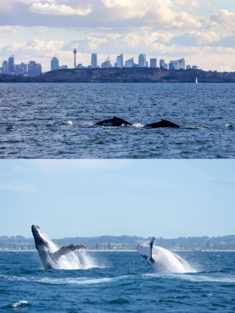 6 Hidden Gems for Whale Watching in Australia Without Going to Sea