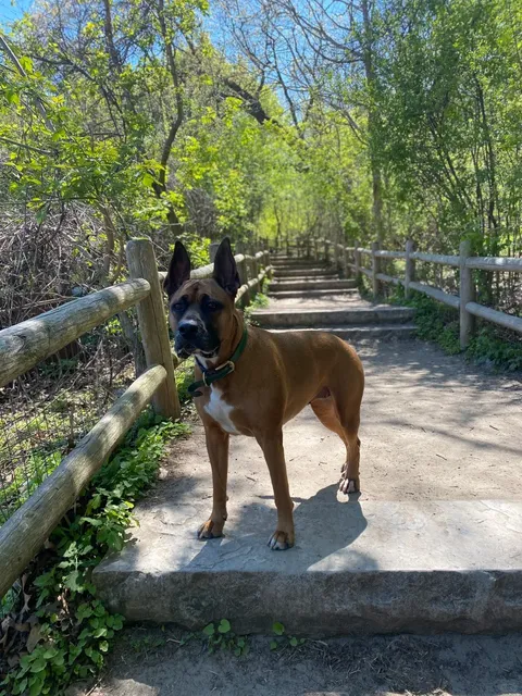 🐕 Cherry Blossoms & Canine Adventures at High Park! 🌸​​
