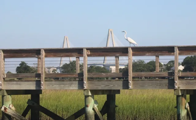 Baby Pelicans & More! 🐦‍⬛🛥️