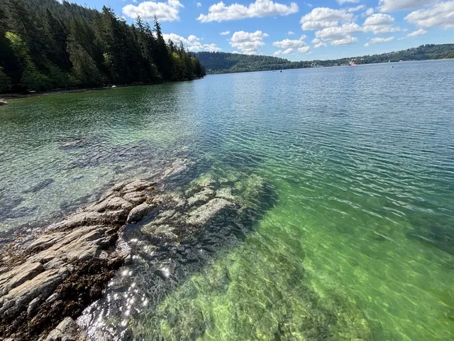 Vancouver Alert: Seal Spotting at Belcarra Park! 🦭  