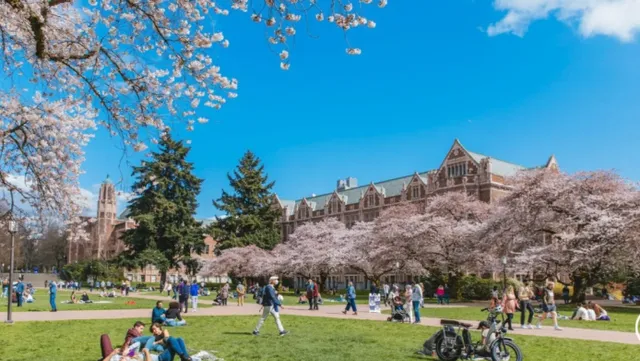 Seattle Cherry Blossom Viewing Guide