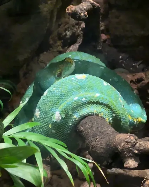 🐯 Central Park Zoo | Central Park Zoo(1)