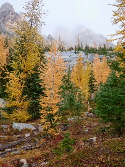 Seattle's Golden Larch💛 | Blue Lake in Wind and Snow