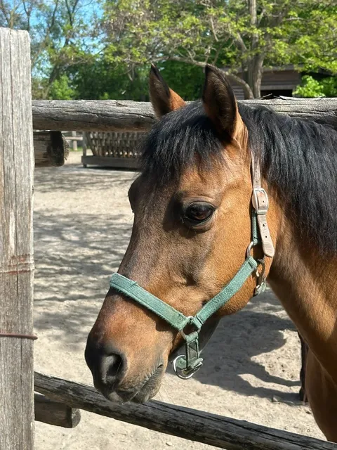 ​​🇨🇦 Toronto's Best-Kept Secret: A FREE Downtown Farm! 🐄🌿​​