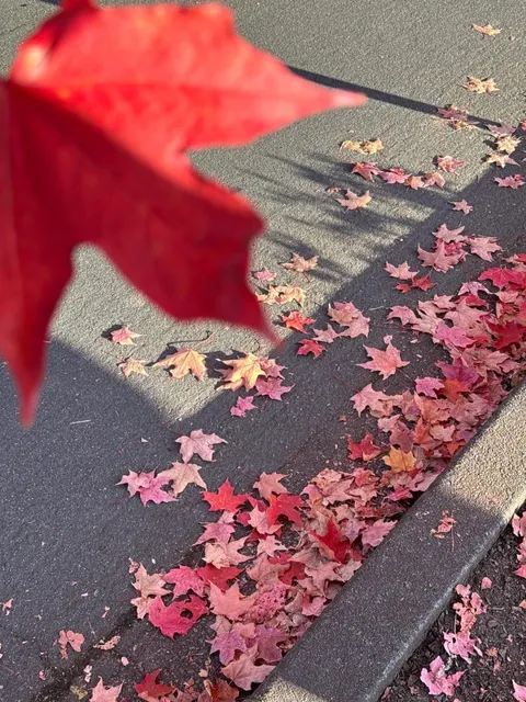 🍁 Seattle | No Wonder It's Packed—The Maple Density is Off the Charts