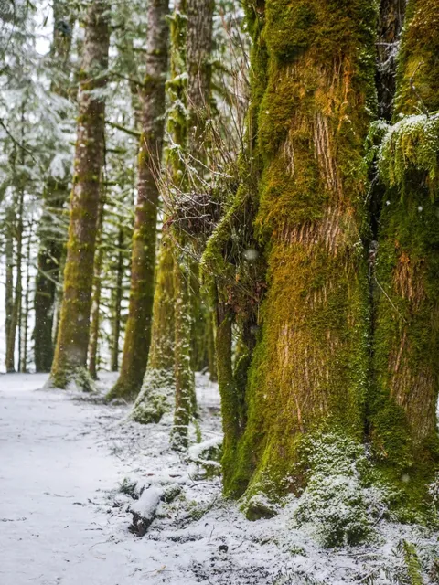 The Olympic becomes a magical forest in winter 🌲
