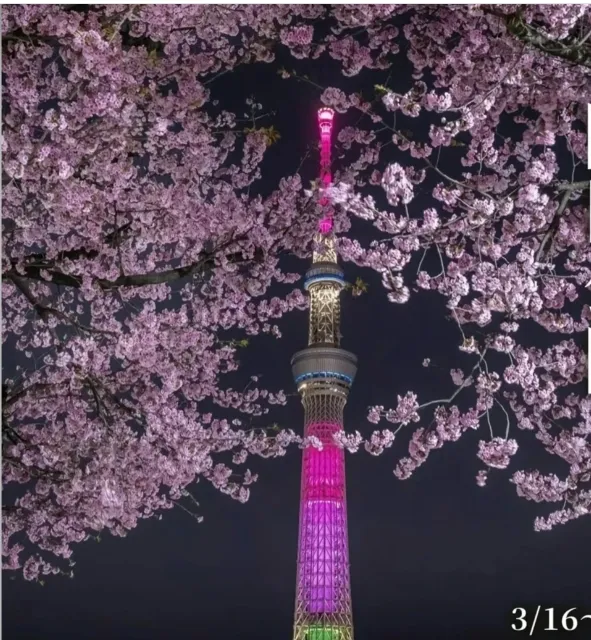 Tokyo 2024 Latest 🌸