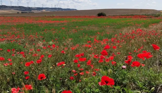 4 Dreamy Spanish Towns Perfect for Families 🌍🏡