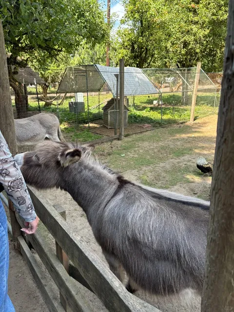 ​​Kangaroo Farm Day Trip Near Seattle - Ultimate Family Adventure! 🦘​