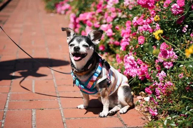 🌹 A Morning in Portland’s Rose Paradise! 🌹