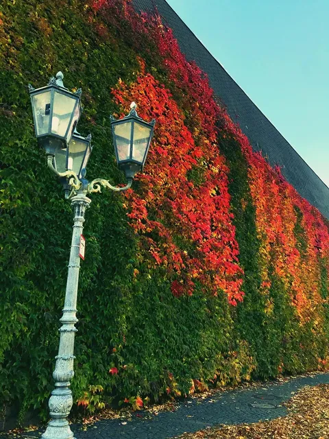 Autumn in Mainz | A German Gem Along the Rhine 🍁🇩🇪