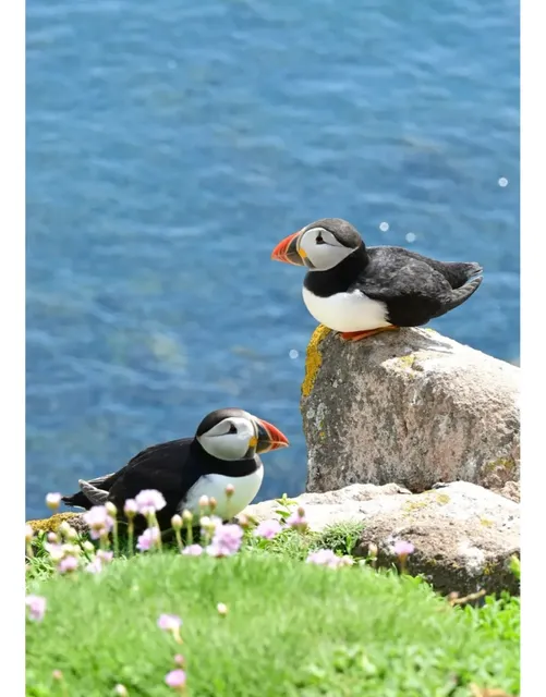 Ireland Plog | The Cutest Birds on the Cliffs 🐧