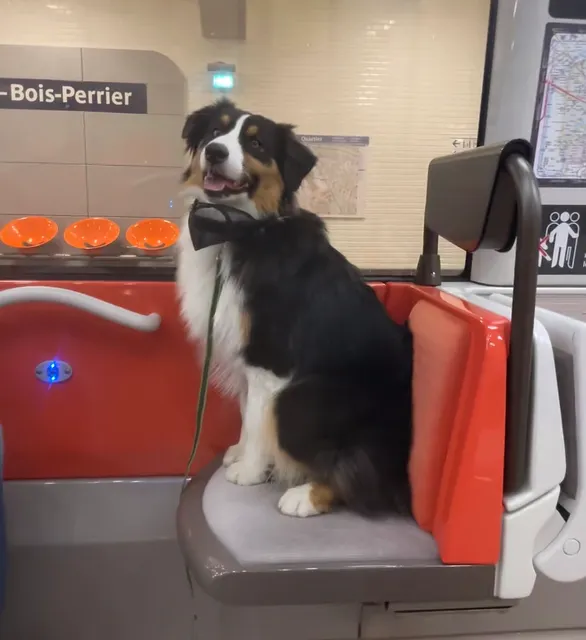 Puppy ~ Paris Line 11 Extension