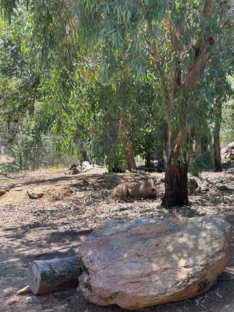 🦘Adelaide｜Cuddle a Koala for Just $15 & Hang Out with Kangaroos!!