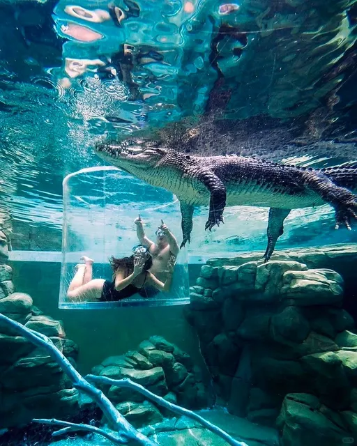 Darwin’s Cage of Death 🐊 – Face to Face with a Crocodile!