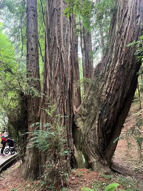 Walking Among Giants in San Francisco's Ancient Redwood Forest 🌲✨