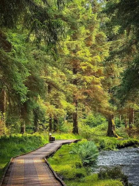 The Most Underrated Hiking Forest in the UK (So Far!) 🌳  