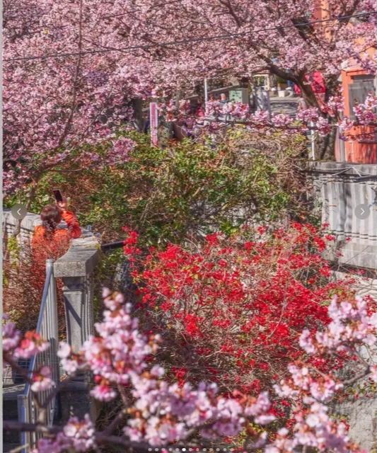 Motobu Yaeyama Cherry Blossom Forest Park