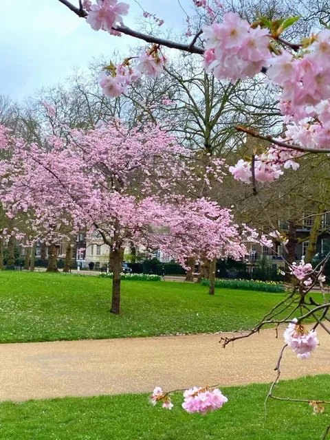 🇬🇧 St. James's Park: London's 400-Year-Old "Green Heart" 🌿🦢✨  