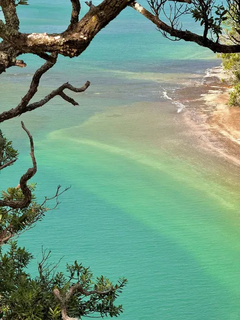 New Zealand’s Forest Bench with Ocean Views 🇳🇿🌊