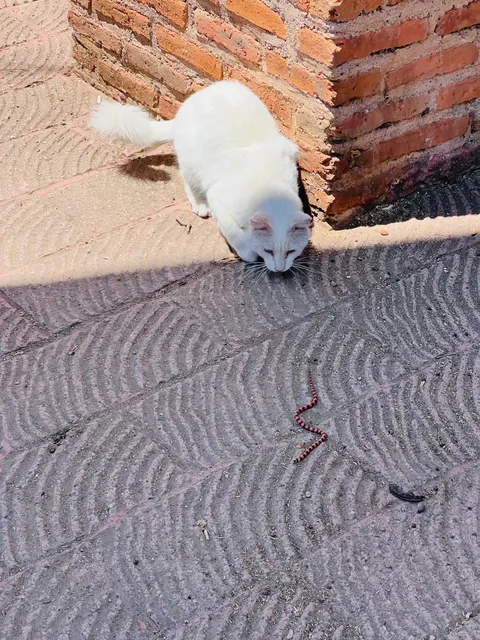 🇲🇽 Guadalajara｜Barranca de Huentitán Adventure🌵👣