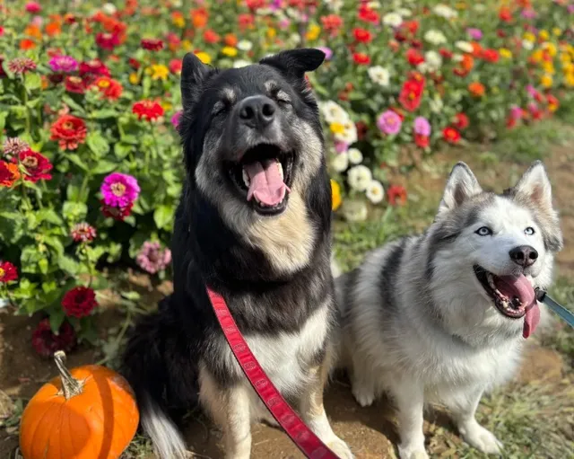 Simmons Farm | A Rustic Autumn Escape Just Beyond Pittsburgh! 🍂🚜