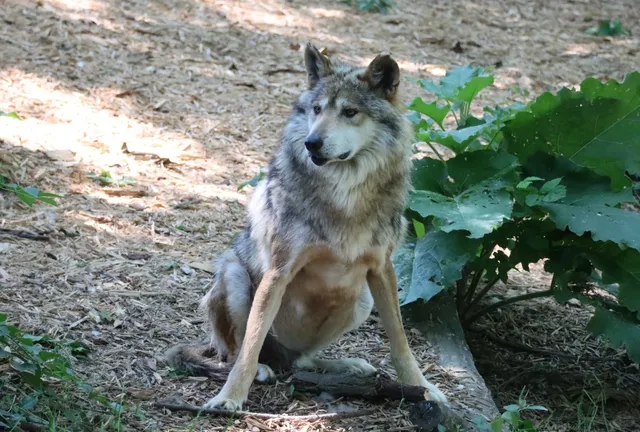 A Must-Visit Milestone in Wildlife Conservation History 🦁🌿